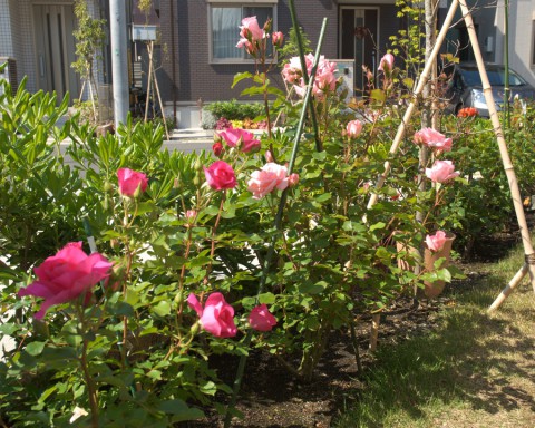 20130505_rose1