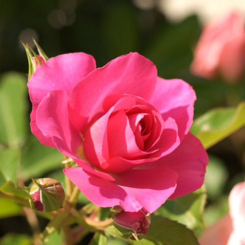 20130505_rose2